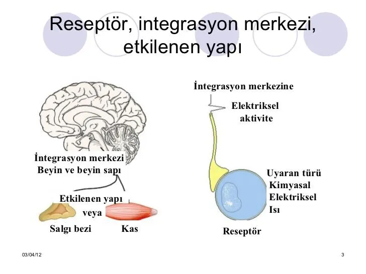 Şekil 3. (kaynak s.6)
