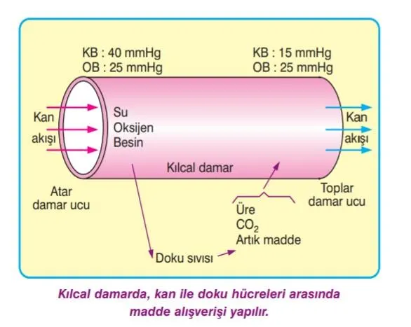 Şekil 7. (kaynak s.13)