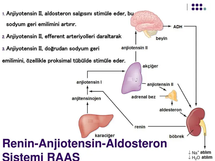 Şekil 8. (kaynak s.14) 1. Anjiyotensin II, aldosteron salgısını stimüle eder, bu sodyum geri emilimini artırır. · 2. Anjiyotensin II, efferent arteriyolleri daraltarak · 3. Anjiyotensin II, doğrudan sodyum geri emilimini, özellikle proksimal tübülde stimüle eder. · ADH · beyin · anjiotensin II · akçiğer · anjiotensin I · anjitensinojen · adrenal bez · aldesteron · renin · karaciğer · böbrek · ↓ Na⁺ atılım · ↓ H₂O atılım